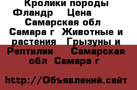 Кролики породы Фландр. › Цена ­ 500 - Самарская обл., Самара г. Животные и растения » Грызуны и Рептилии   . Самарская обл.,Самара г.